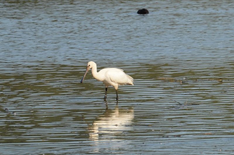 Spatule blanche dans les Landes